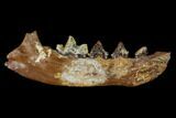 Fossil Mammal (Palaeogale) Jaw Section - France #155950-1